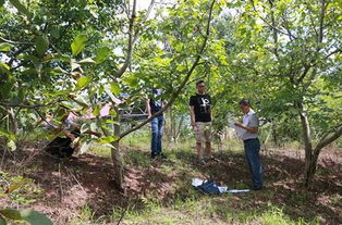 重慶巫山 6.3萬畝核桃產(chǎn)業(yè)助力脫貧攻堅(jiān)